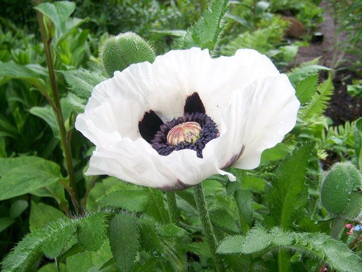 Photo of Poppies (Papaver) uploaded by gardengorilla97306