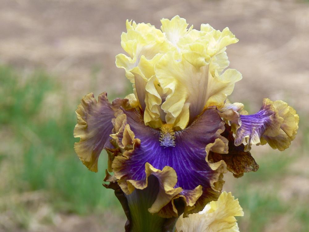 Photo of Tall Bearded Iris (Iris 'Foreign Agent') uploaded by janwax