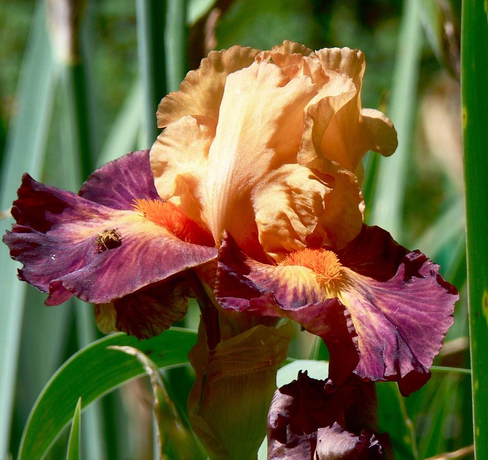 Photo of Tall Bearded Iris (Iris 'Brazilian Art') uploaded by janwax