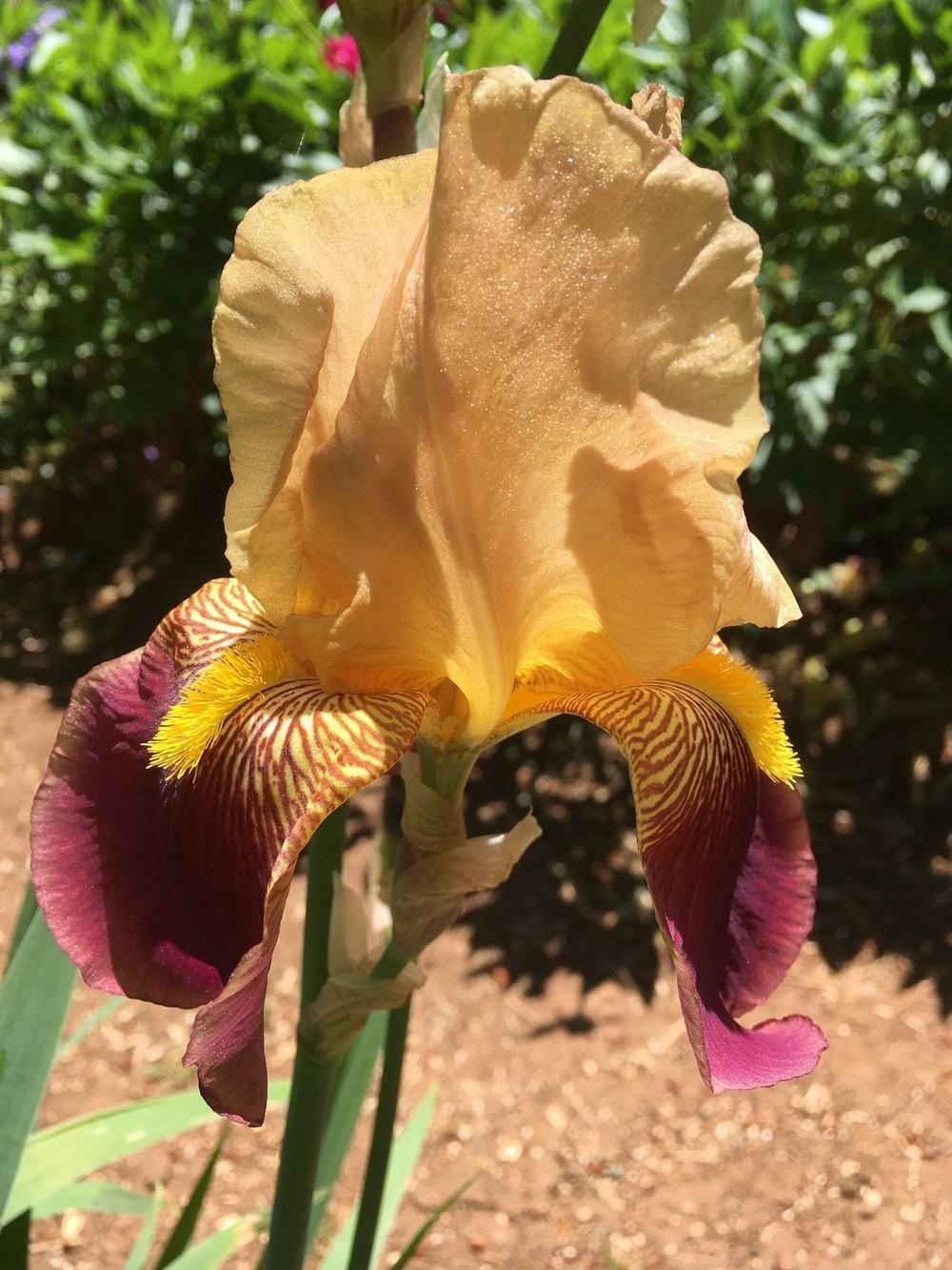 Photo of Tall Bearded Iris (Iris 'Frank Adams') uploaded by lharvey16