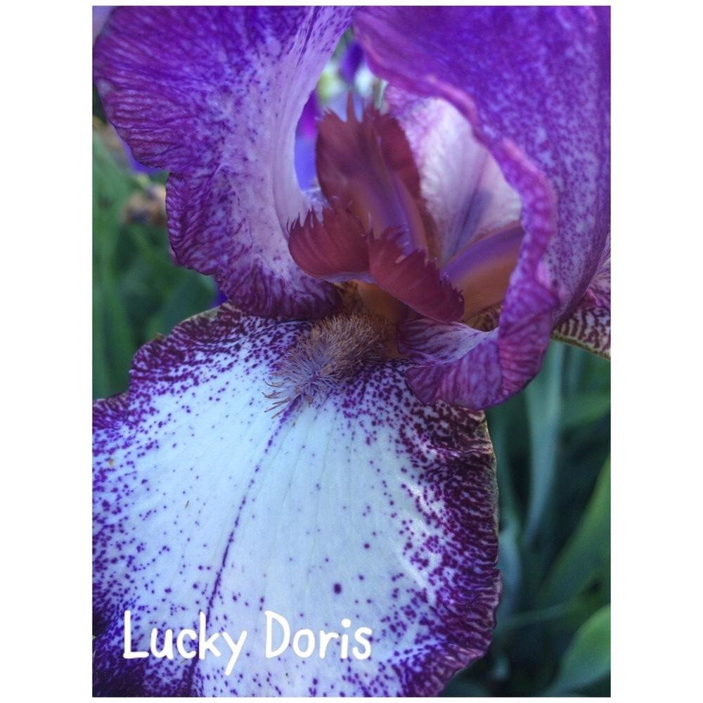 Photo of Tall Bearded Iris (Iris 'Lucky Doris') uploaded by mommamiajacquie