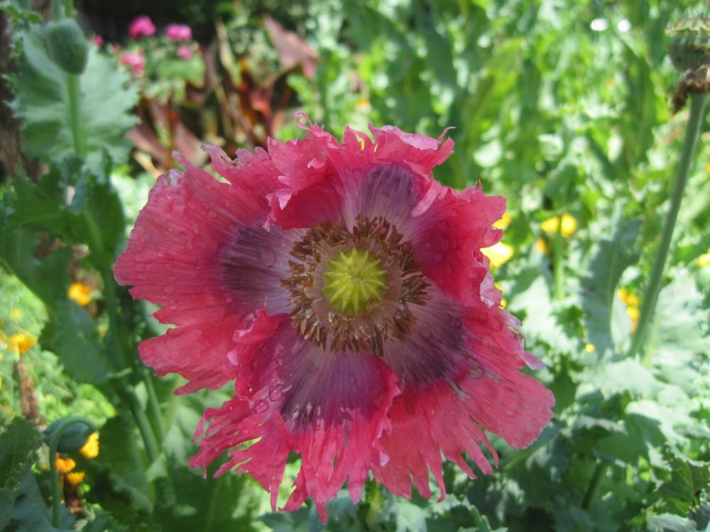 Photo of Poppies (Papaver) uploaded by shalyn