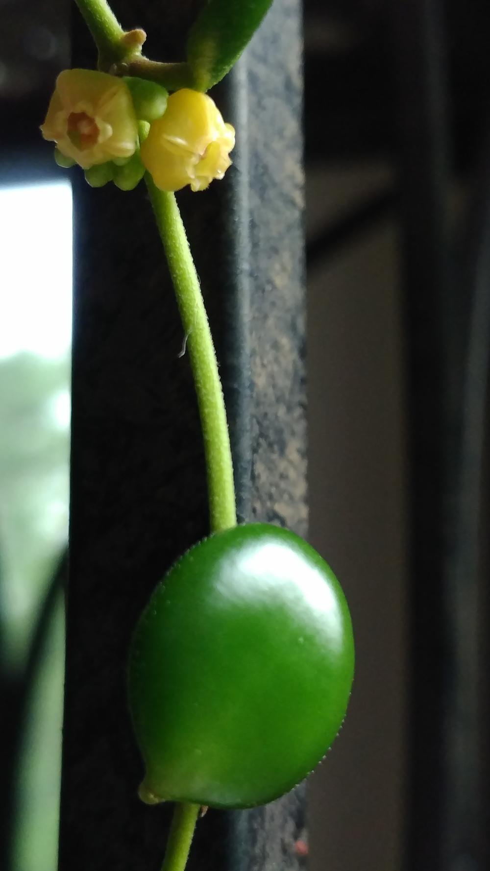 Photo of Wax Plant (Hoya heuschkeliana subsp. heuschkeliana) uploaded by DogsNDaylilies