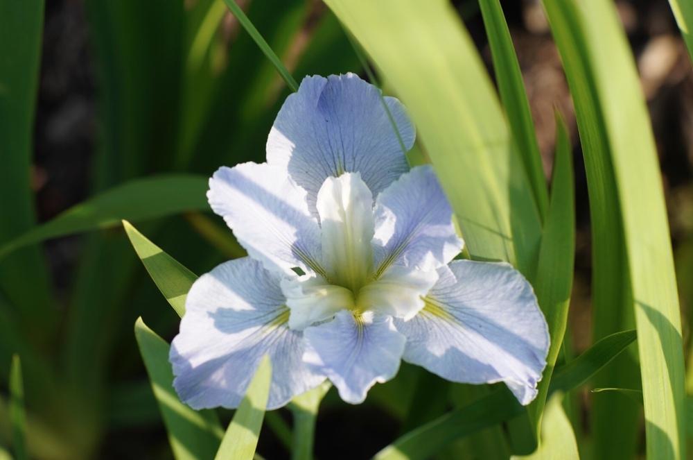 Photo of Louisiana Iris (Iris 'ByWater') uploaded by Islandview