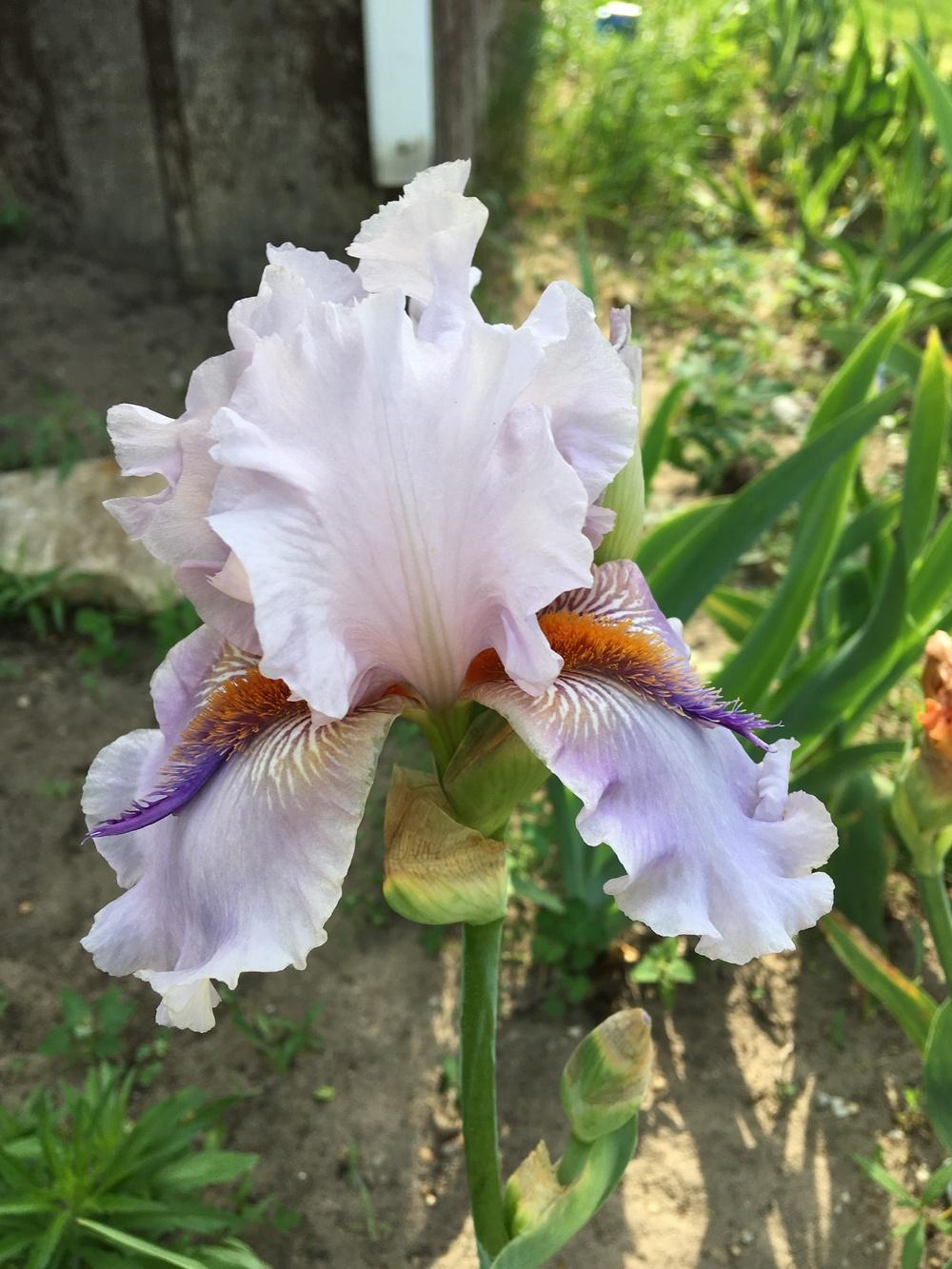 Photo of Tall Bearded Iris (Iris 'Awesome Alex') uploaded by Lbsmitty