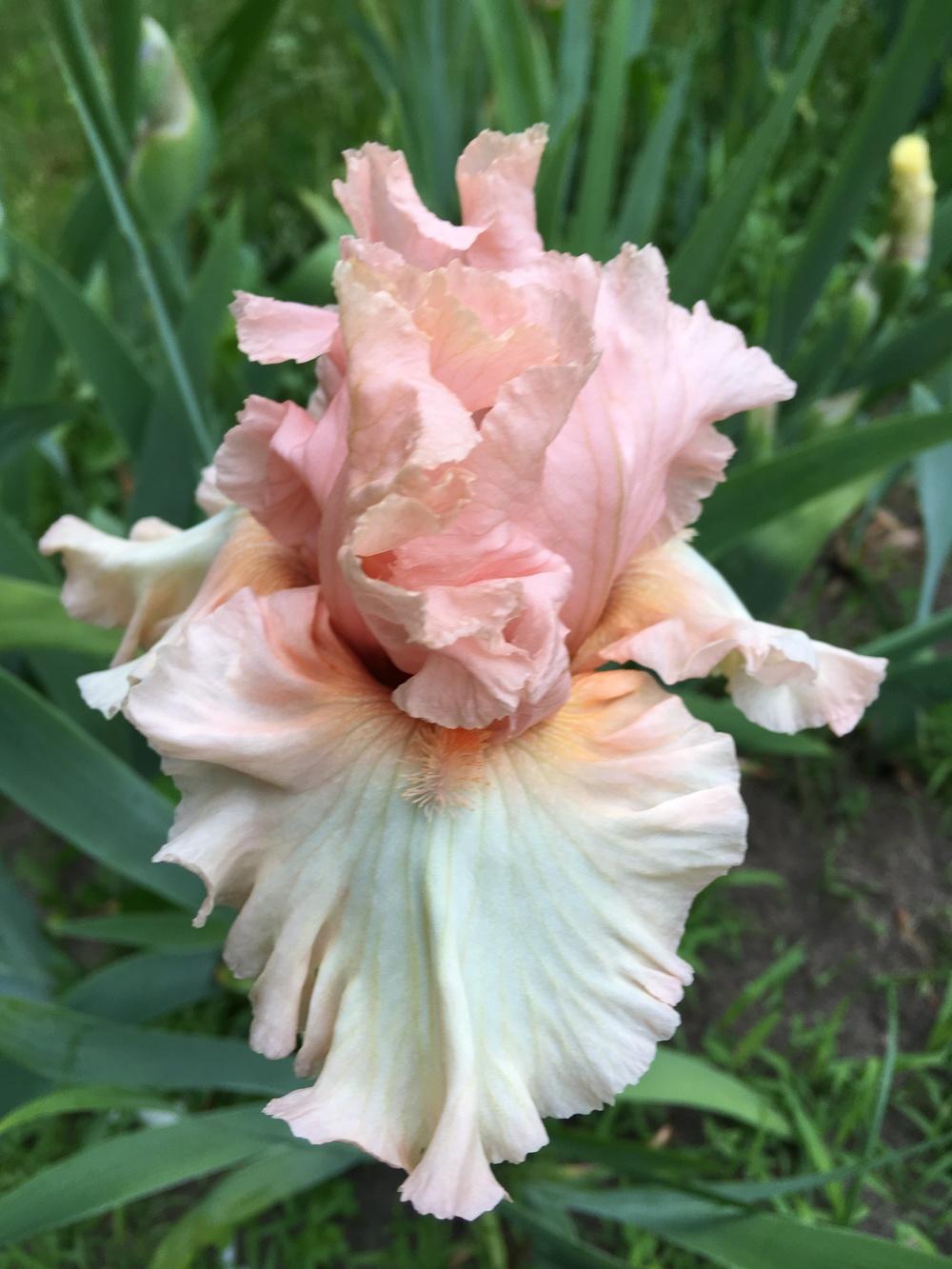 Photo of Tall Bearded Iris (Iris 'Haute Couture') uploaded by Lbsmitty