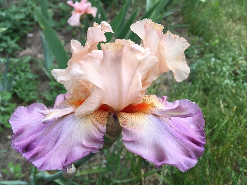 Photo of Tall Bearded Iris (Iris 'Tropical Delight') uploaded by Lbsmitty