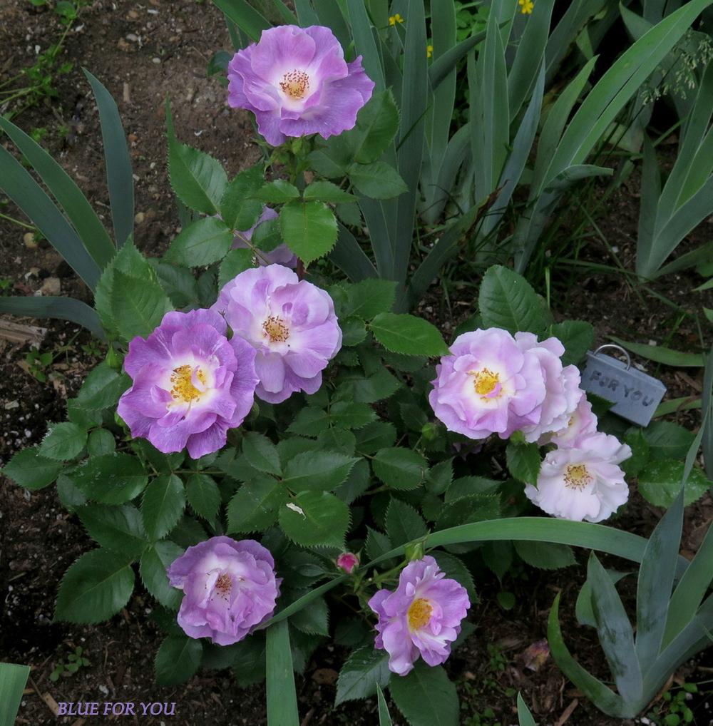 Photo of Floribunda Rose (Rosa 'Blue for You') uploaded by MargieNY