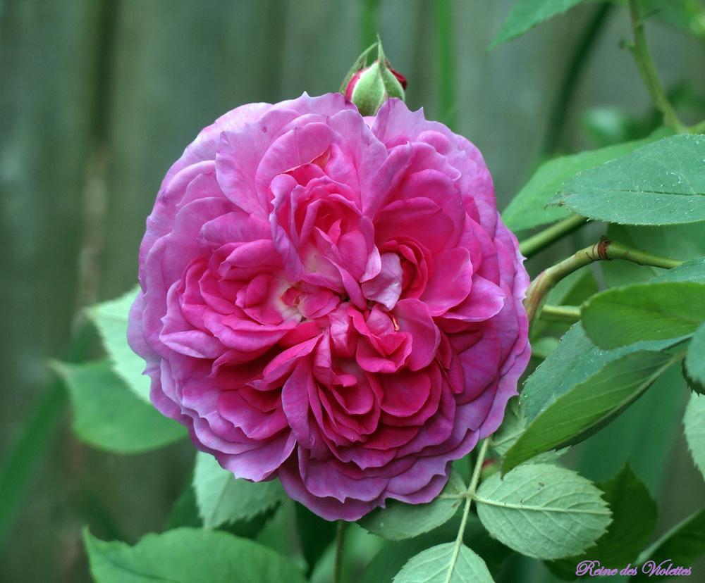 Photo of Rose (Rosa 'Reine des Violettes') uploaded by MargieNY