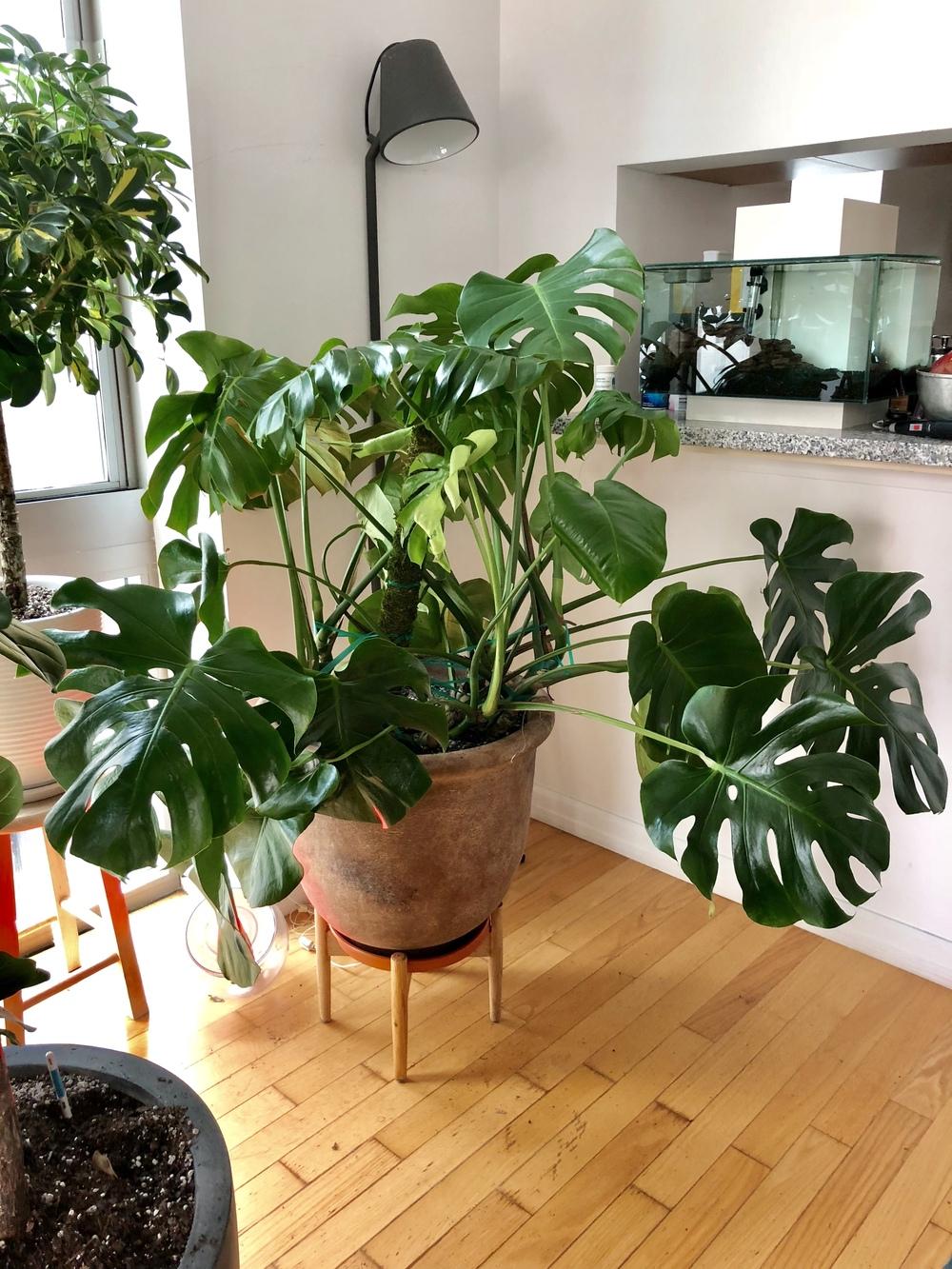 Photo of Split-Leaf Philodendron (Monstera deliciosa) uploaded by SleepyWhippet