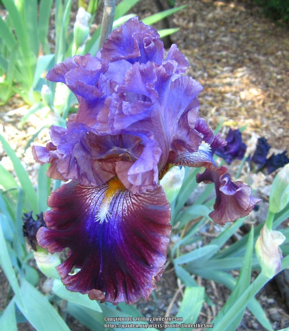 Photo of Tall Bearded Iris (Iris 'Electric Candy') uploaded by UndertheSun
