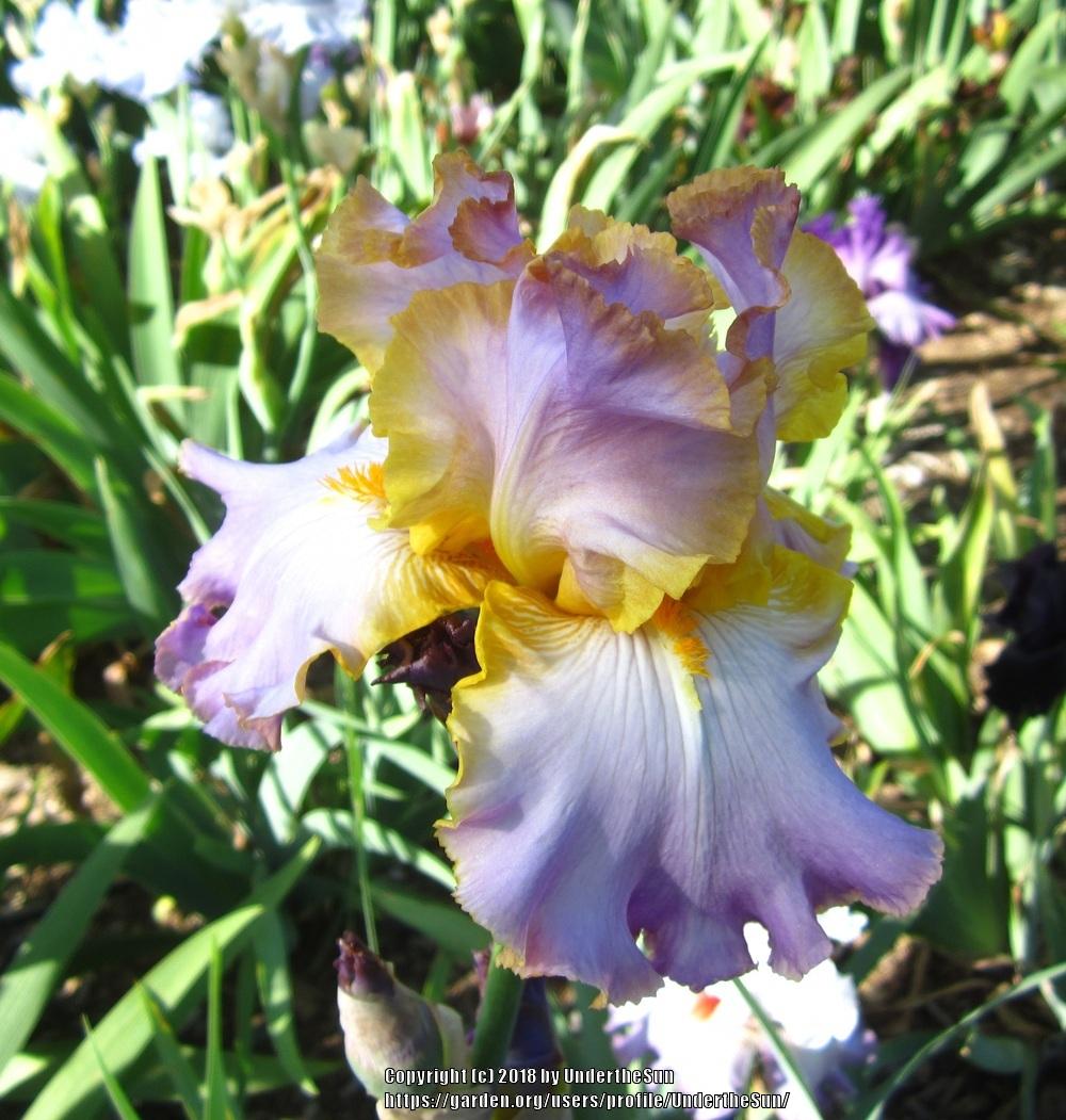 Photo of Tall Bearded Iris (Iris 'All About Spring') uploaded by UndertheSun