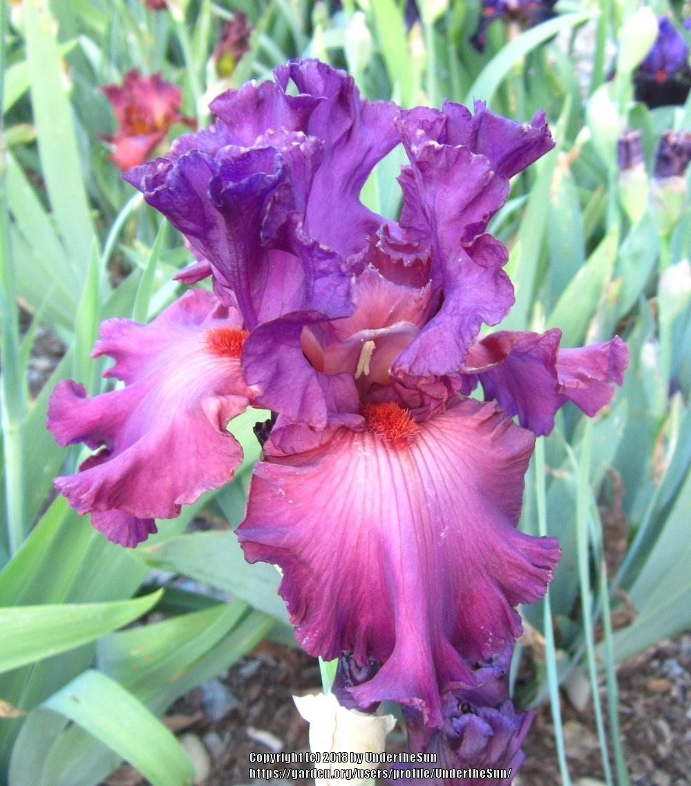 Photo of Tall Bearded Iris (Iris 'Fashionably Late') uploaded by UndertheSun