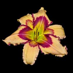 Location: Botanical Gardens of the State of Georgia...Athens, Ga
Date: 2018-06-02
Julie Newmar Daylily 001