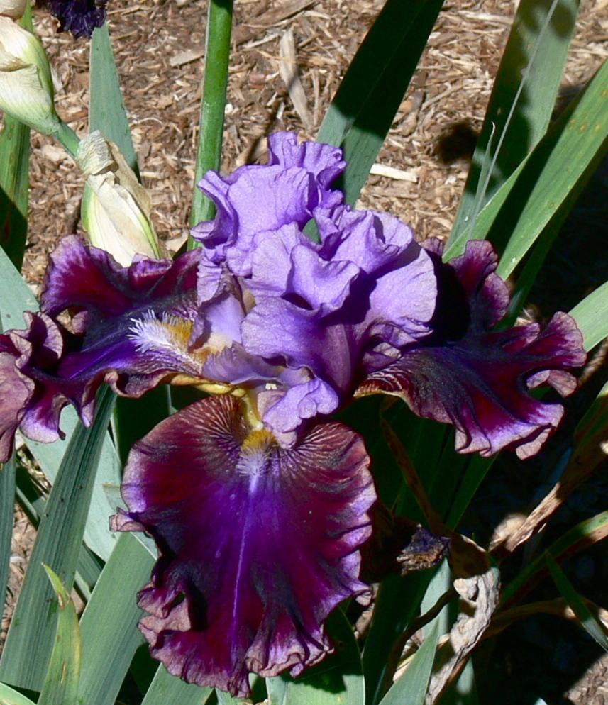 Photo of Tall Bearded Iris (Iris 'Electric Candy') uploaded by janwax