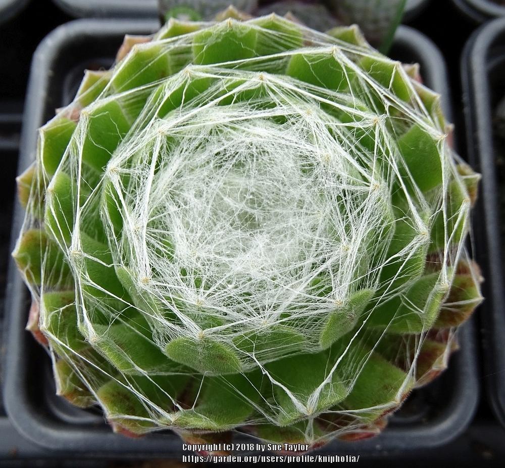 Photo of Hen and Chicks (Sempervivum arachnoideum) uploaded by kniphofia