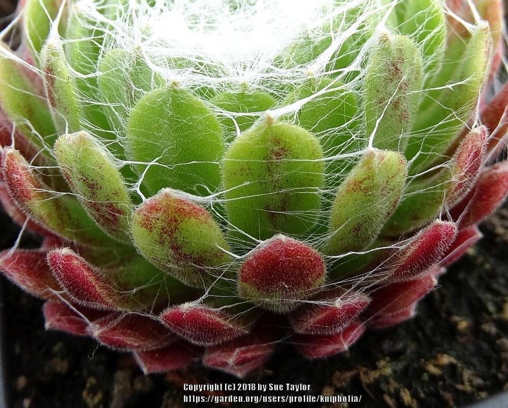 Photo of Hen and Chicks (Sempervivum arachnoideum) uploaded by kniphofia