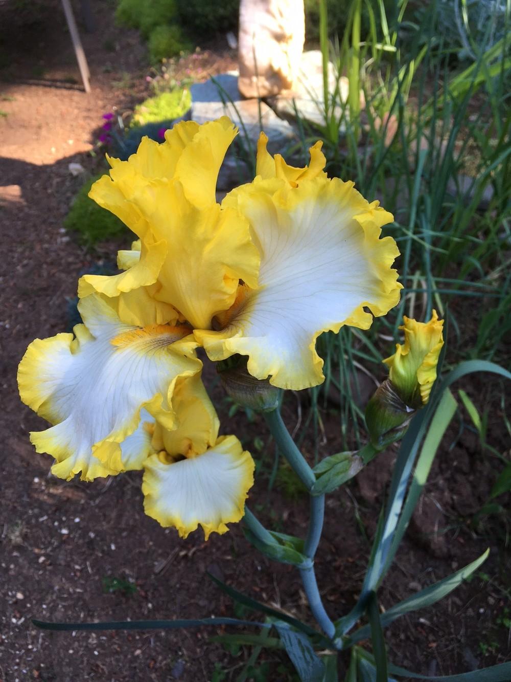 Photo of Tall Bearded Iris (Iris 'Around the Sun') uploaded by lharvey16