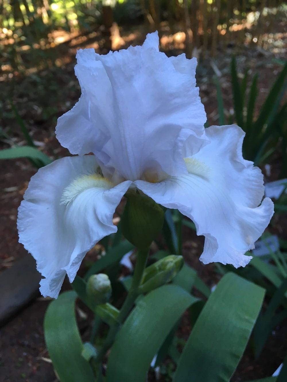 Photo of Tall Bearded Iris (Iris 'Servin' Up Sparkle') uploaded by lharvey16
