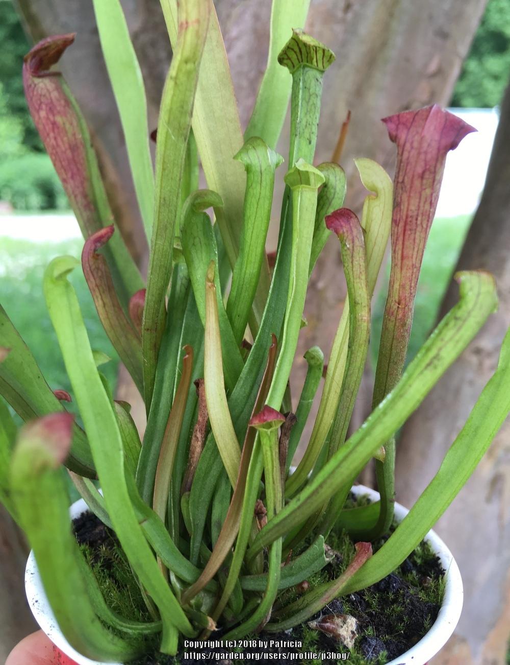Photo of Pale Pitcher Plant (Sarracenia alata) uploaded by p3bog
