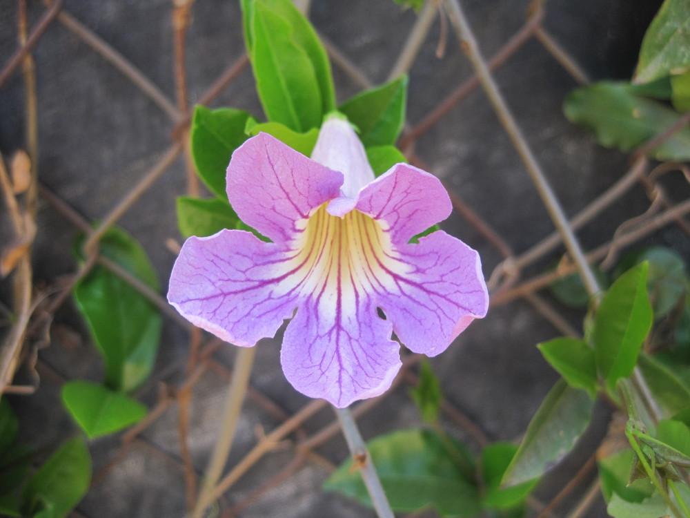 Photo of Lavender Trumpet Vine (Bignonia callistegioides) uploaded by shalyn