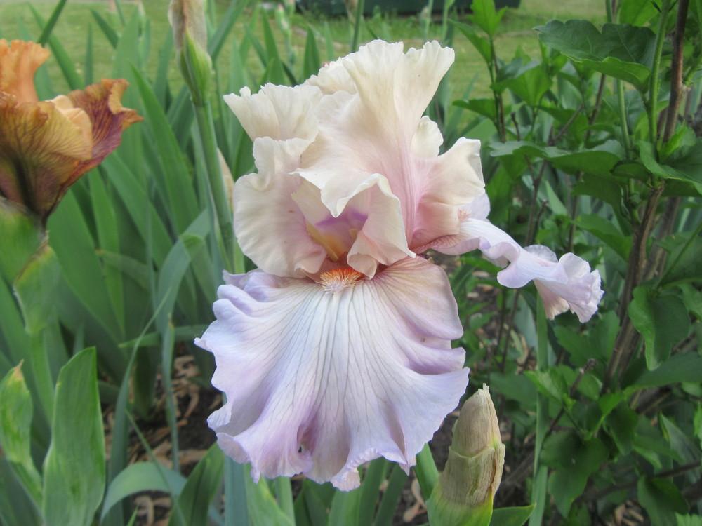 Photo of Tall Bearded Iris (Iris 'Softly Waiting') uploaded by tveguy3
