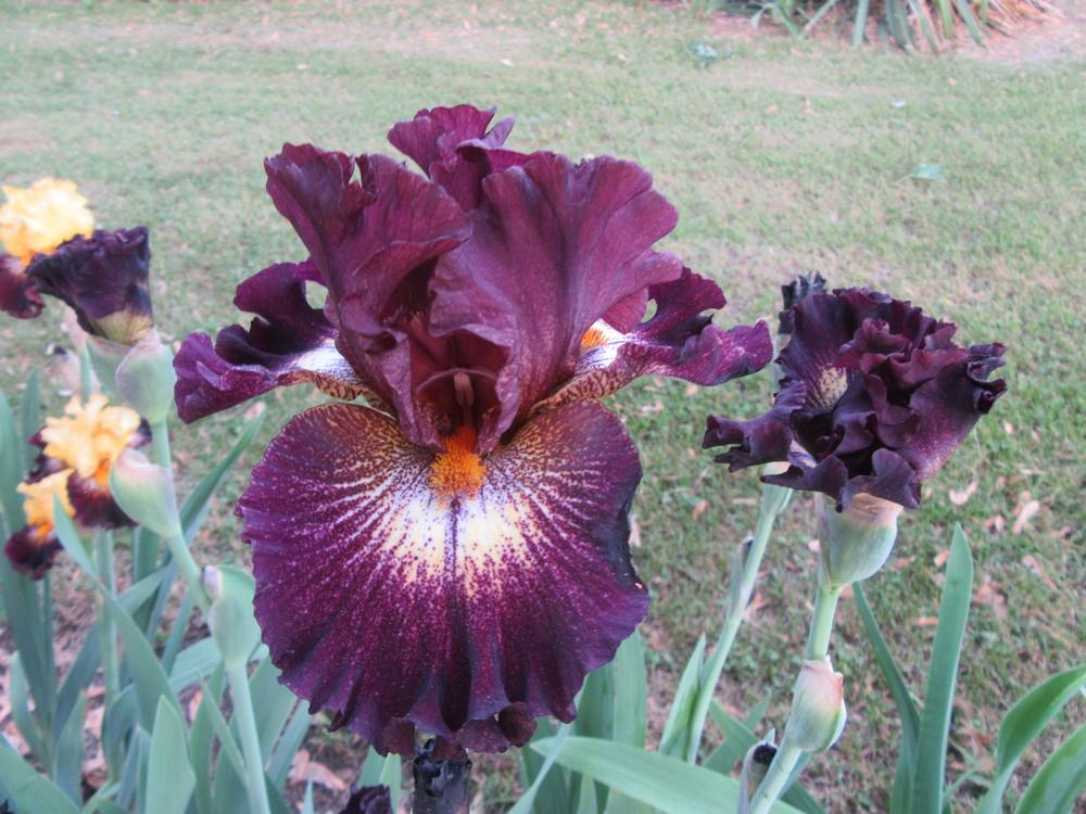 Photo of Tall Bearded Iris (Iris 'Tunnel Vision') uploaded by tveguy3