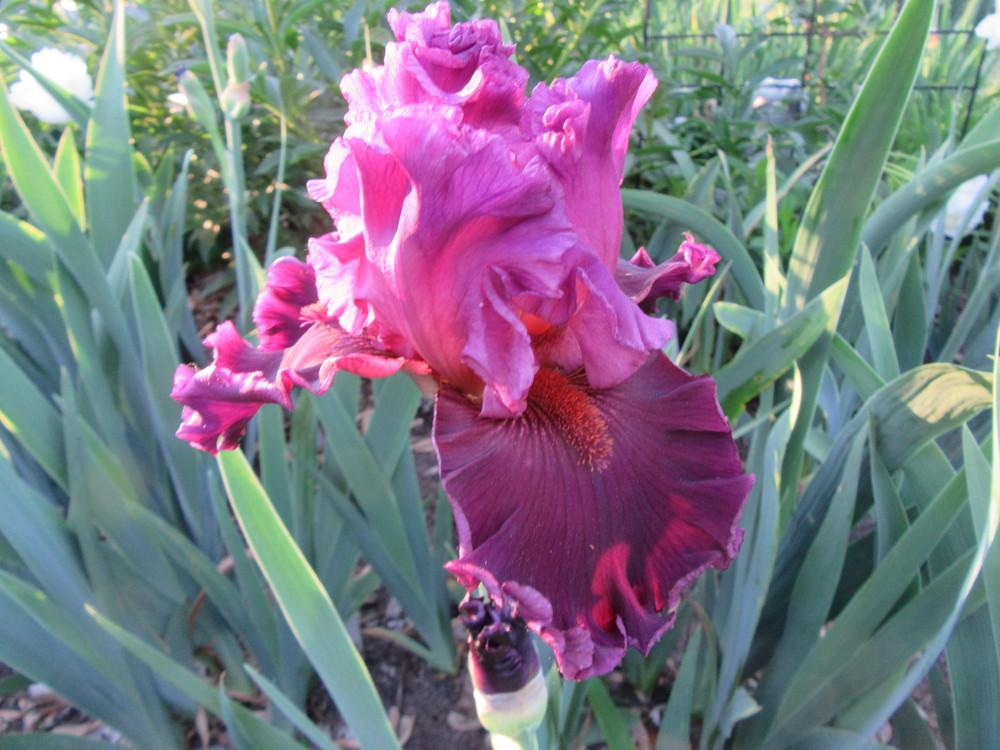 Photo of Tall Bearded Iris (Iris 'Up in Flames') uploaded by tveguy3