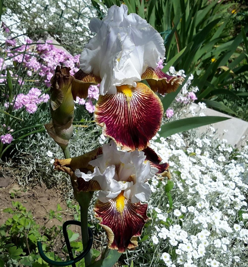 Photo of Tall Bearded Iris (Iris 'Scatterbrain') uploaded by Hajue