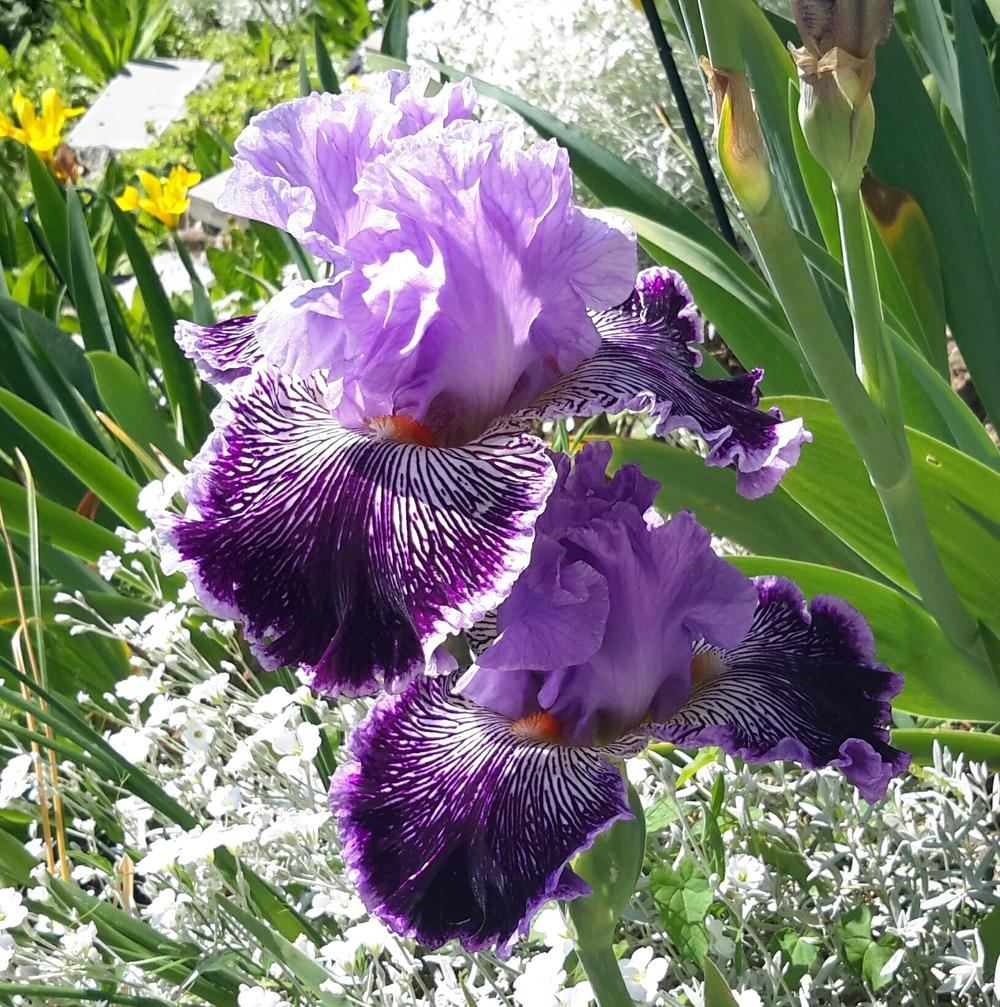 Photo of Tall Bearded Iris (Iris 'Captain Thunderbolt') uploaded by Hajue