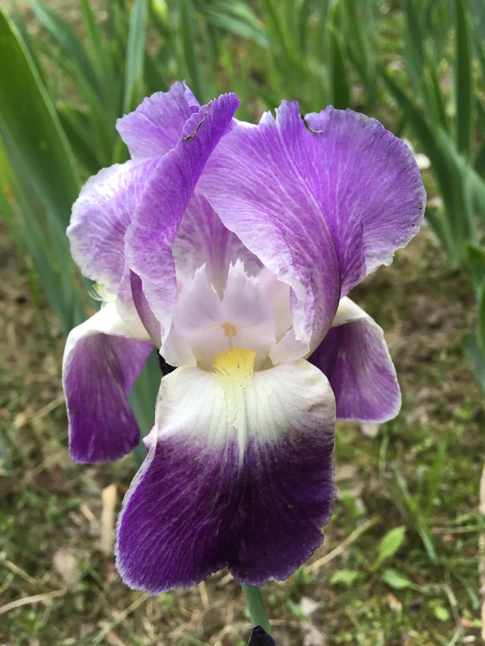 Photo of Tall Bearded Iris (Iris 'Pretty Pansy') uploaded by Lbsmitty