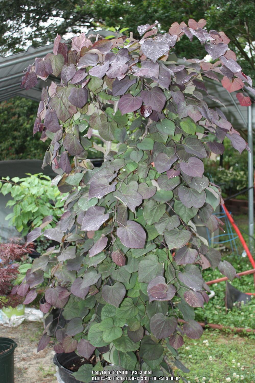 Photo of Eastern Redbud (Cercis canadensis 'Ruby Falls') uploaded by Shannon