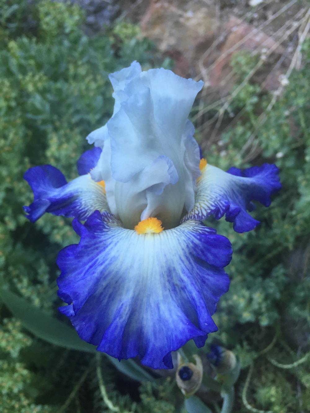 Photo of Tall Bearded Iris (Iris 'Brilliant Idea') uploaded by SpringGreenThumb