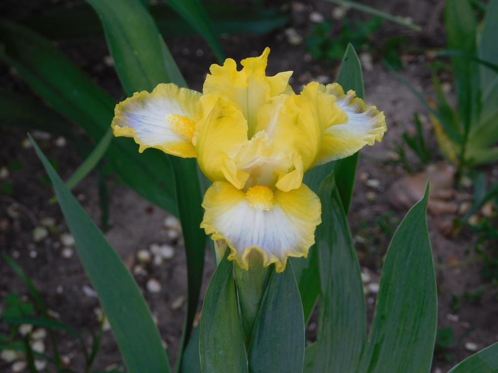 Photo of Standard Dwarf Bearded Iris (Iris 'Bazinga') uploaded by bramedog
