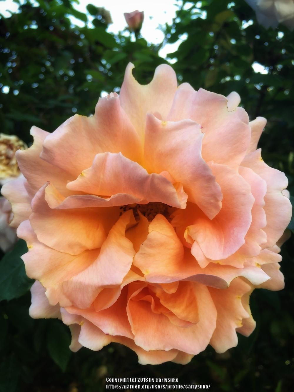 Photo of Rose (Rosa 'Polka') uploaded by carlysuko