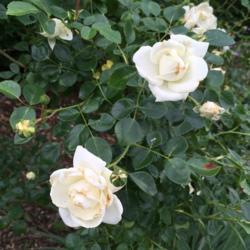 Location: Dean Bond Rose Garden, Scott Arboretum, Swarthmore, Pennsylvania USA
Date: 2018-06-02
Brown edges on blooms!