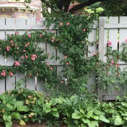 Location: Wyck Historic Rose Garden, Philadelphia (Germantown), Pennsylvania USA
Date: 2018-06-02