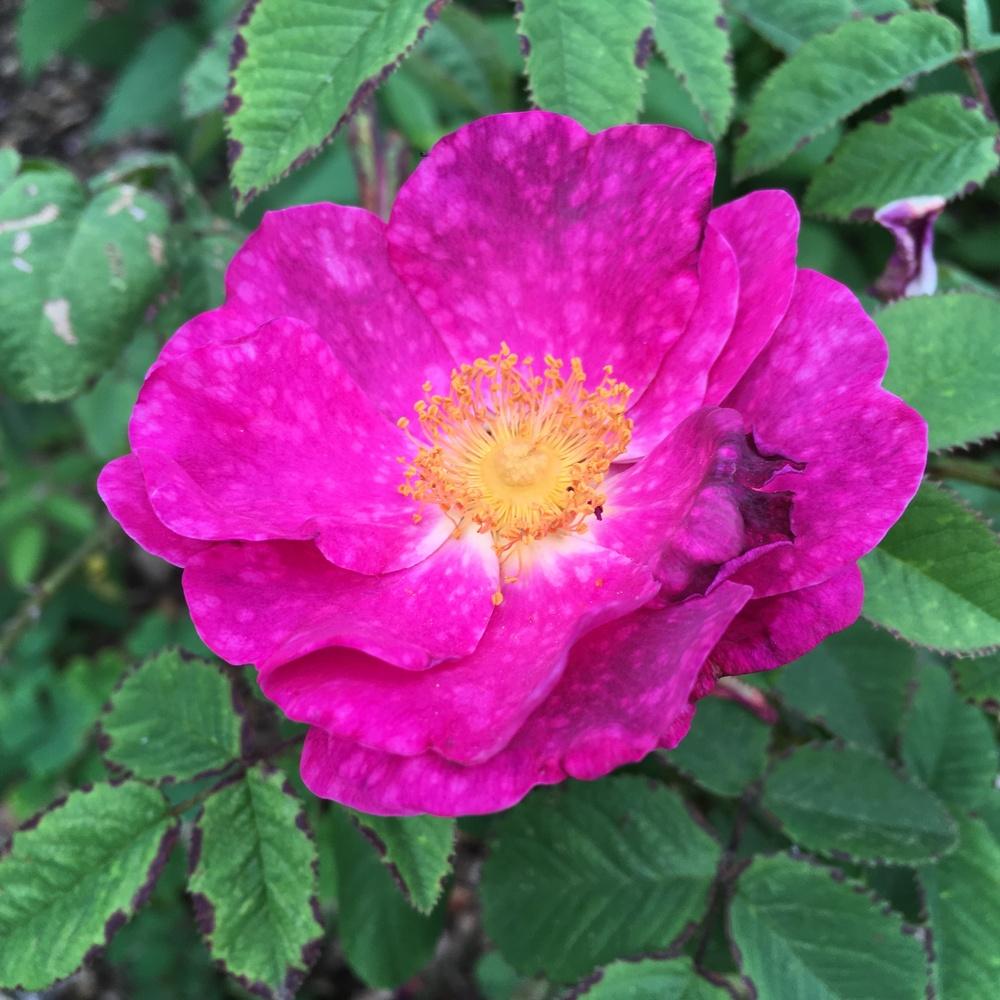 Photo of Rose (Rosa 'Alain Blanchard') uploaded by csandt