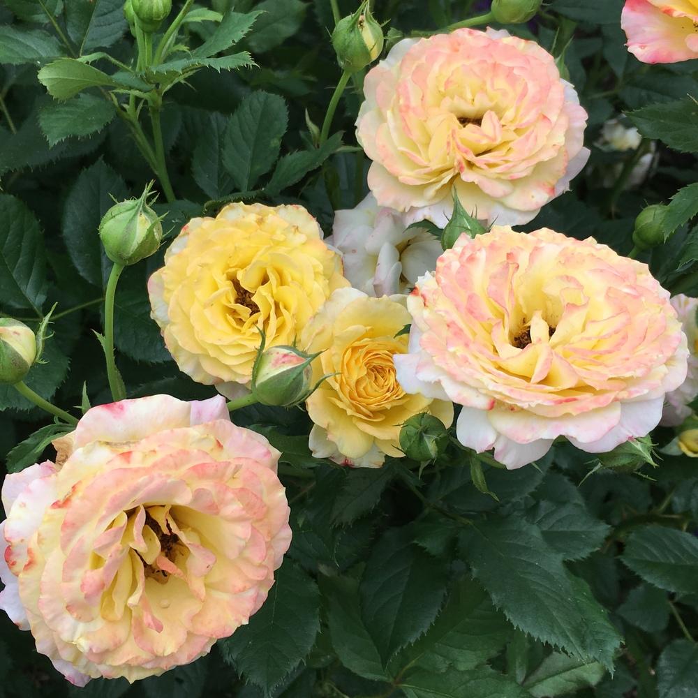 Photo of Rose (Rosa 'Gartenspass') uploaded by csandt