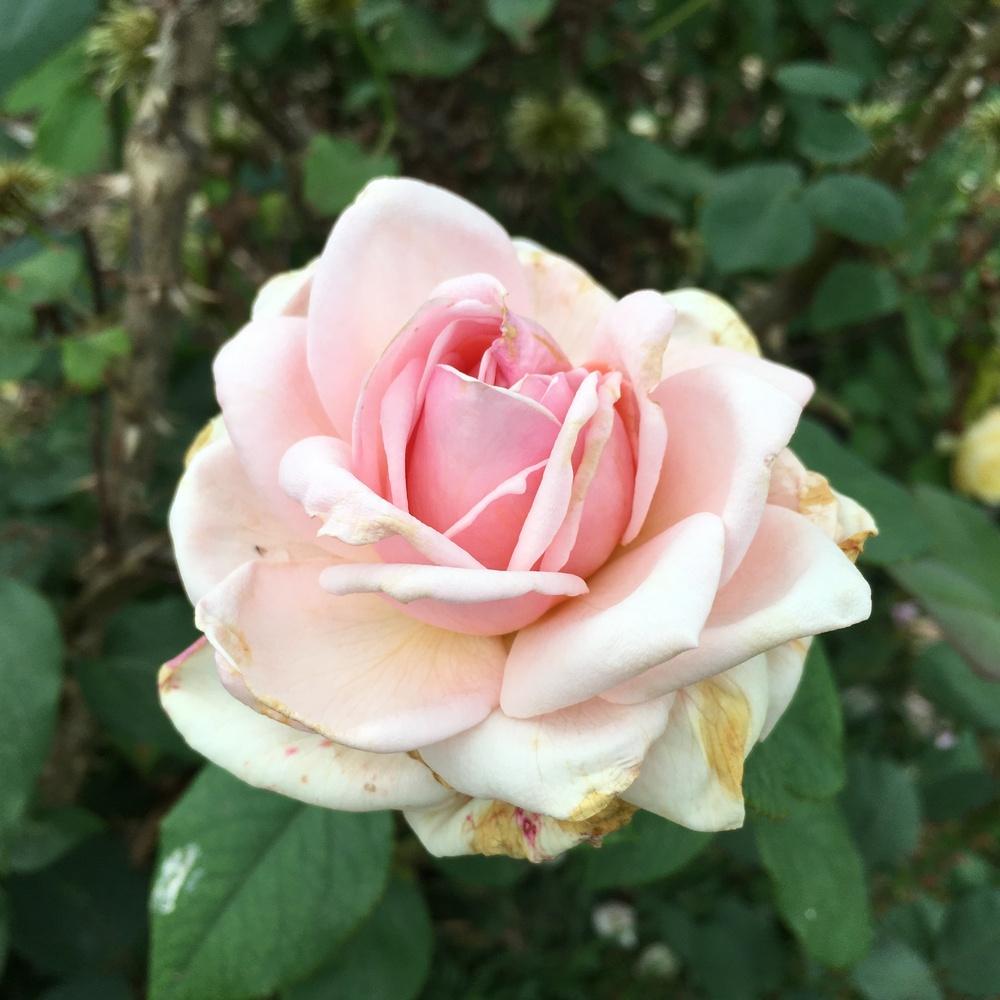 Photo of Rose (Rosa 'Morning Dawn') uploaded by csandt