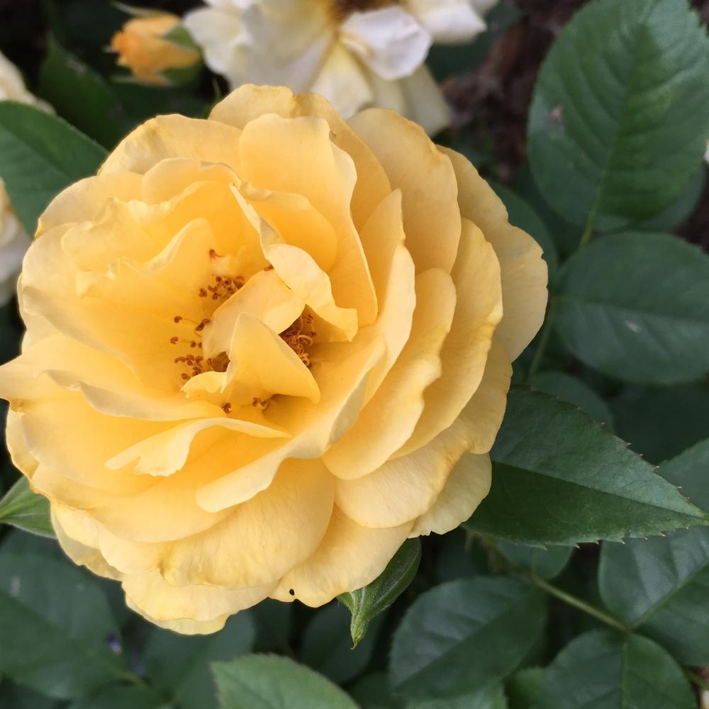 Photo of Floribunda Rose (Rosa 'Julia Child') uploaded by csandt