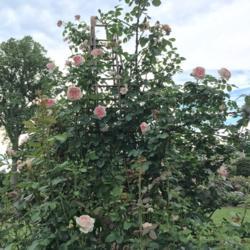 Location: Dean Bond Rose Garden, Scott Arboretum, Swarthmore, Pennsylvania USA
Date: 2018-06-02