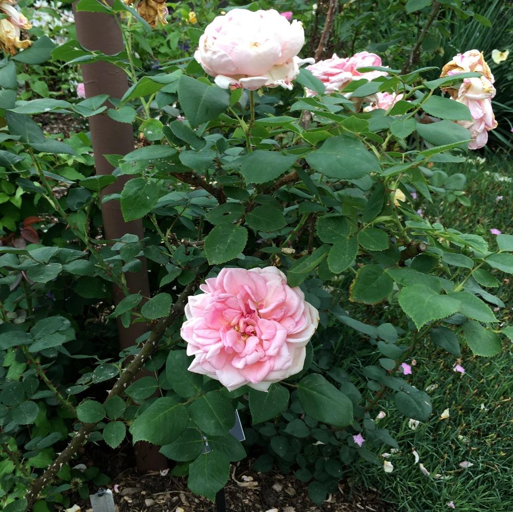 Photo of Rose (Rosa 'Morning Dawn') uploaded by csandt