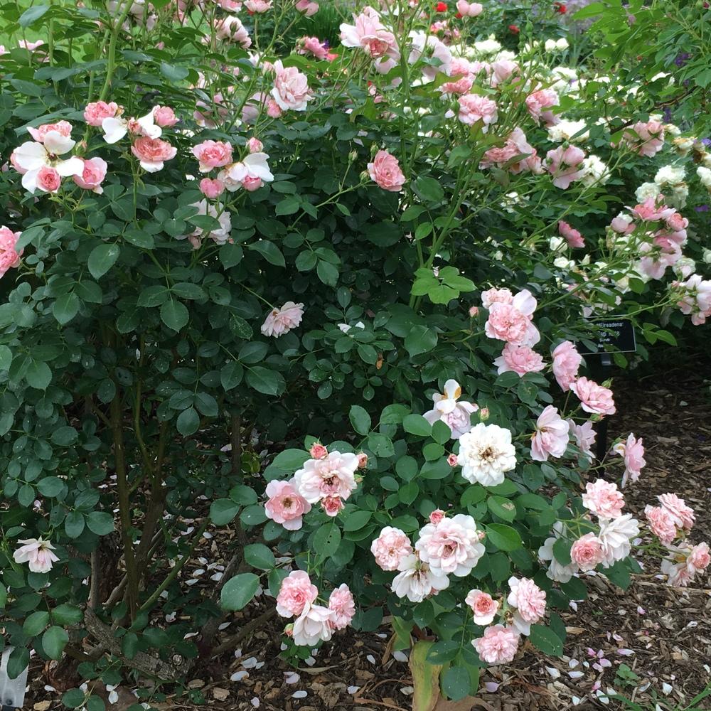 Photo of Shrub Rose (Rosa 'Bonica') uploaded by csandt