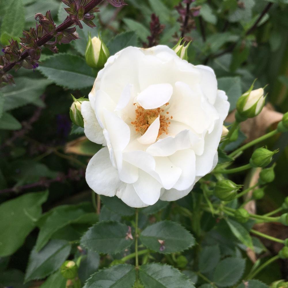 Photo of Floribunda Rose (Rosa 'Innocencia') uploaded by csandt