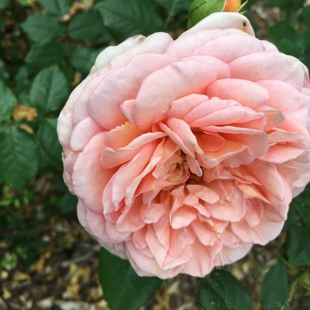 Photo of Rose (Rosa 'Abraham Darby') uploaded by csandt