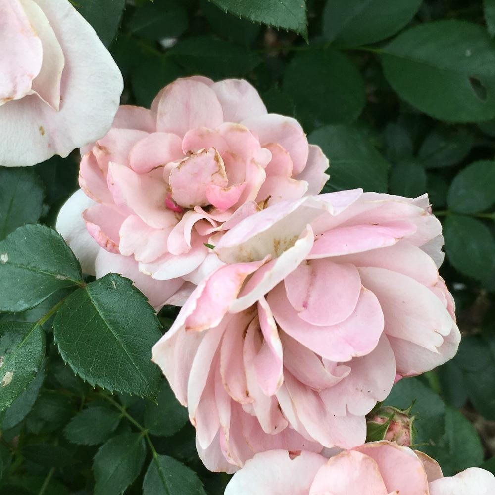 Photo of Shrub Rose (Rosa 'Bonica') uploaded by csandt