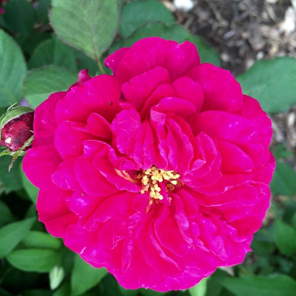 Photo of English Shrub Rose (Rosa 'Othello') uploaded by csandt