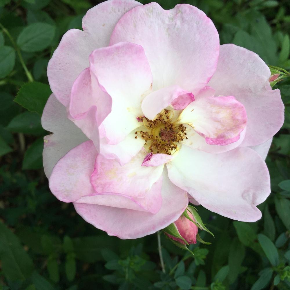Photo of Rose (Rosa 'Escapade') uploaded by csandt