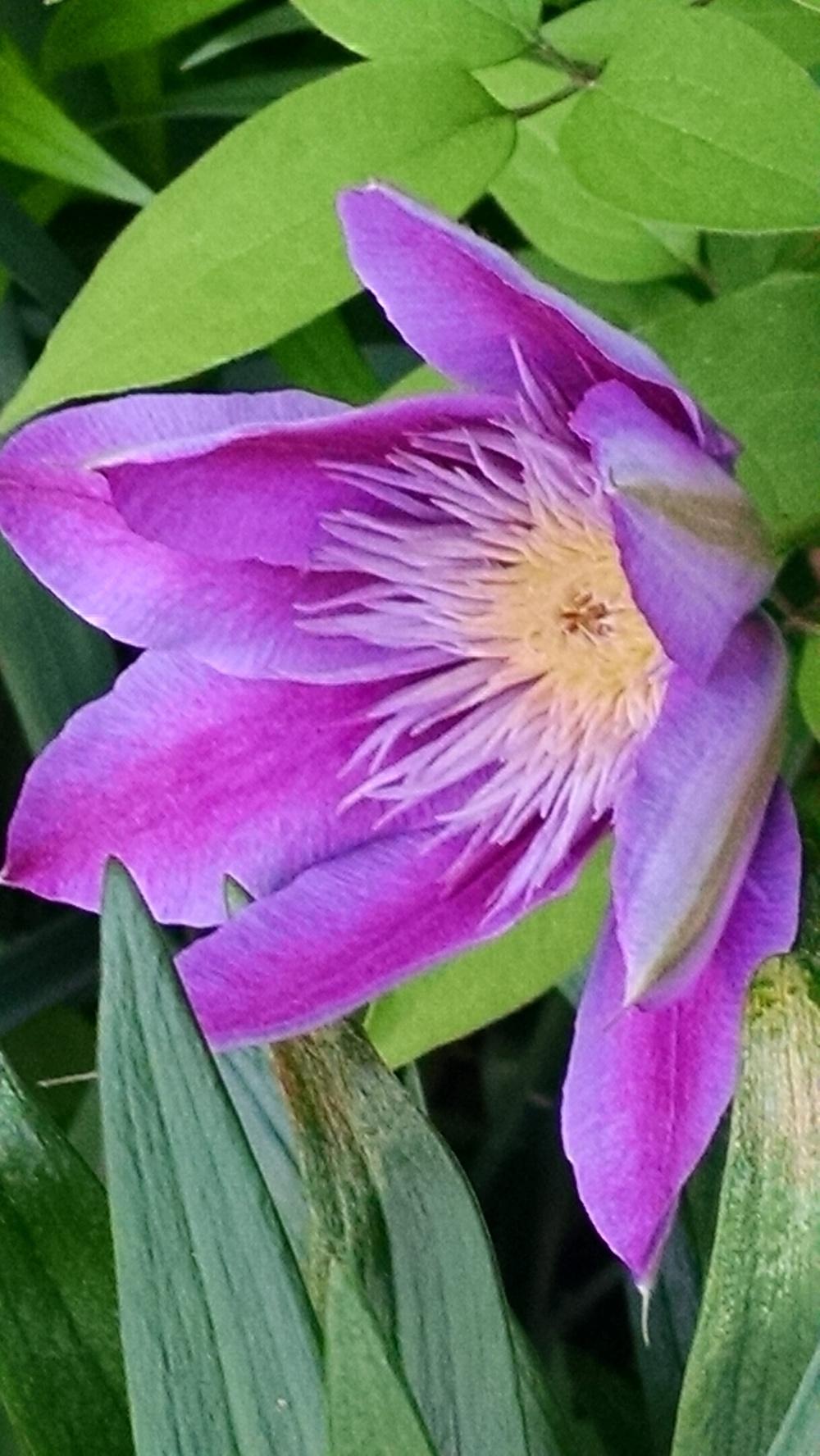Photo of Clematis Josephine™ uploaded by joannakat